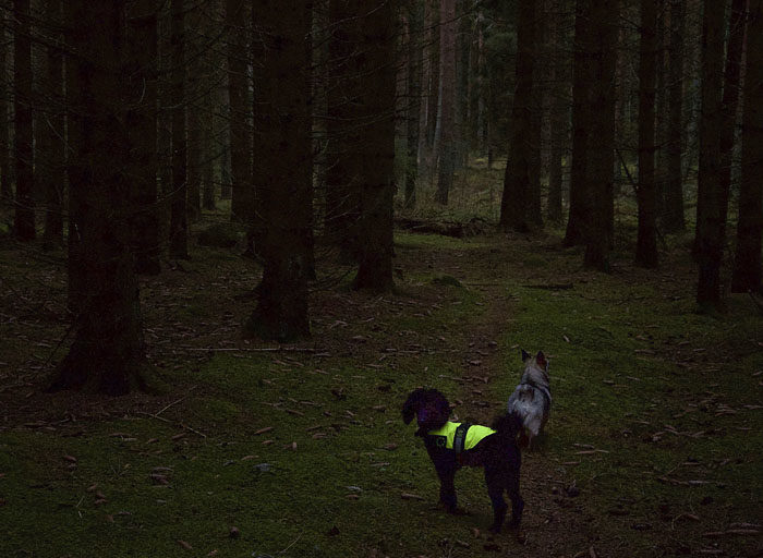 Charlie var tvungen att ta till fusk för att synas i skogen. Men det gör inget, för huvudsaken är ju att han syns. Jag syns naturligt, särskilt när jag vänder min vackra rumpa mot betraktaren.