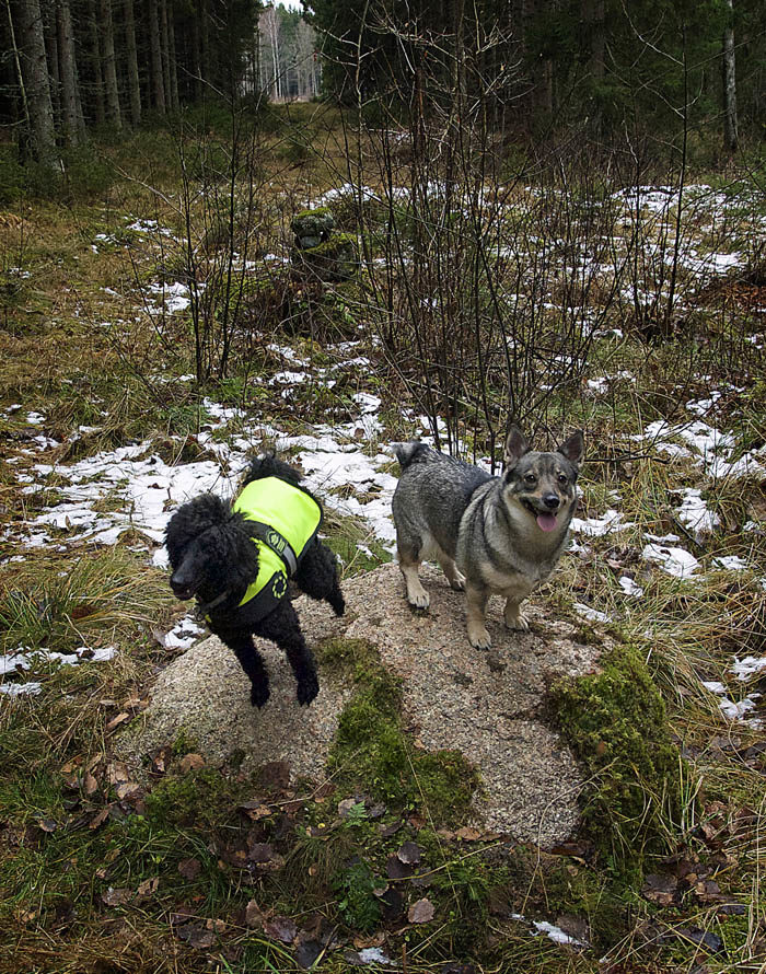 Är du ute och går i Tranåstrakten, så kanske du träffar på de här två. Som du ser är det Charlie i sin kommunalarbetarväst och jag helt naturell i min fina päls.