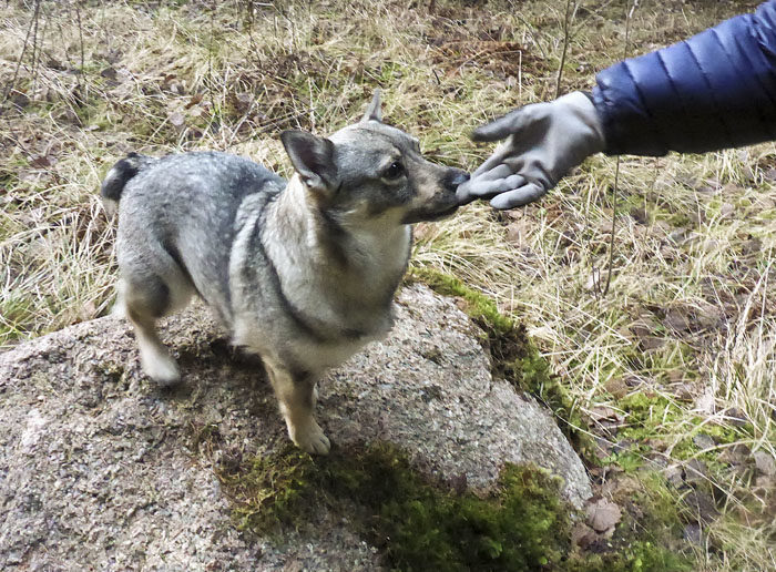 Jaha, och var är Charlie. Han kunde inte hålla sig i ens 10 sekunder. Men jag kunde, så det är jag som får godiset av min biträdande tränare. Tror du Charlie har lärt sig något? Jag vet inte.