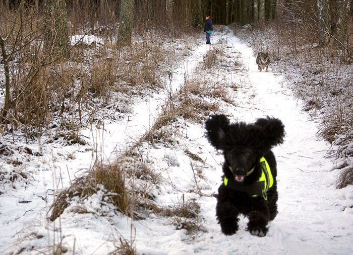 Du ser tydligt hur Charlie fuskar. Fastän han inte är en fågel, eller ens en fågelhund, så använder han sina öron att flyga med. Om du tycker att jag ligger längt efter, så beror det på att Charlie tjuvstartade.