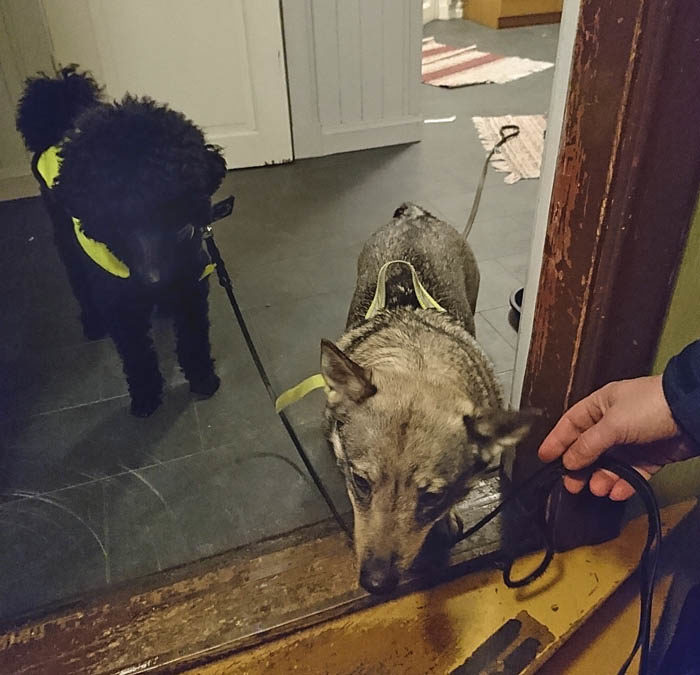 Husse glömde att packa min fina reflexsele, så jag får låna Egons. Egon var bästa lekkamrat med Sverker. Nu finns ingen av dem längre. Handtaget är inte så bra, för Charlie använder det att dra mig i. Fast jag är starkare.