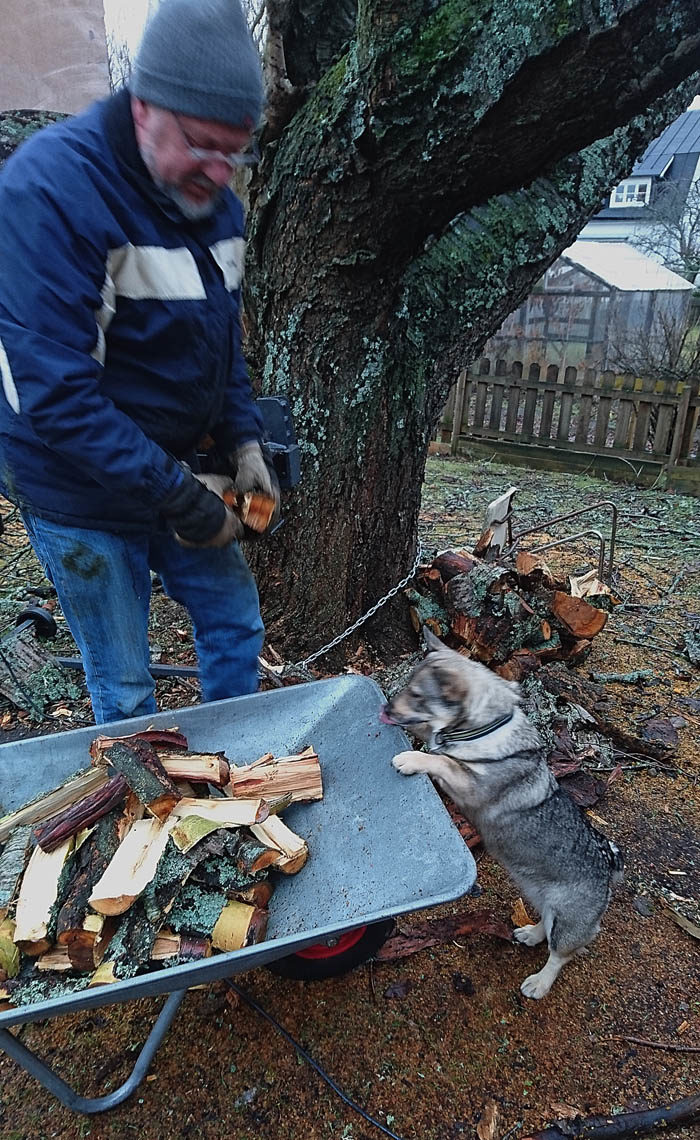 Jag lär min resurshusse hur man ska lasta en skottkärra med vedträn. Experthjälp kan man aldrig överskatta.