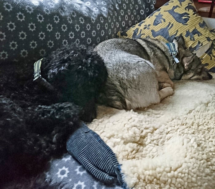 Det är mycket att stå i och då är det inte konstigt att man blir lite trött. Både Charlie och jag (som bara är vänner) ligger och tar en power nap i soffan mitt på dagen. Sedan blir det full fart igen.