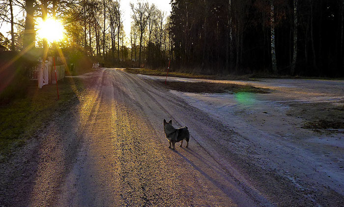 Varje morgon, som det ej är molnigt eller dimma, så lyser min sol så fint på mig., när jag tar min morgonpromenad. Kommer det bli samma i Aurignac?