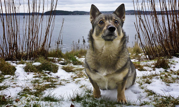 Vackrast bland 10 miljoner andra, men trots det ensam. Jag har det inte lätt, men min klokhet, ödmjukhet och skönhet hjälper mig i vardagen.