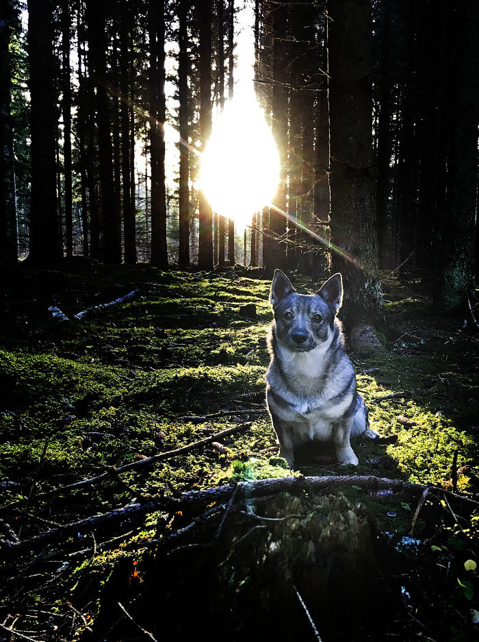Att jämt har strålkastarna riktade på sig kan vara jobbigt. Till och med solen lämnar mig inte i fred. Men det är sådant man får ta, när man är bäst och ensam på toppen.