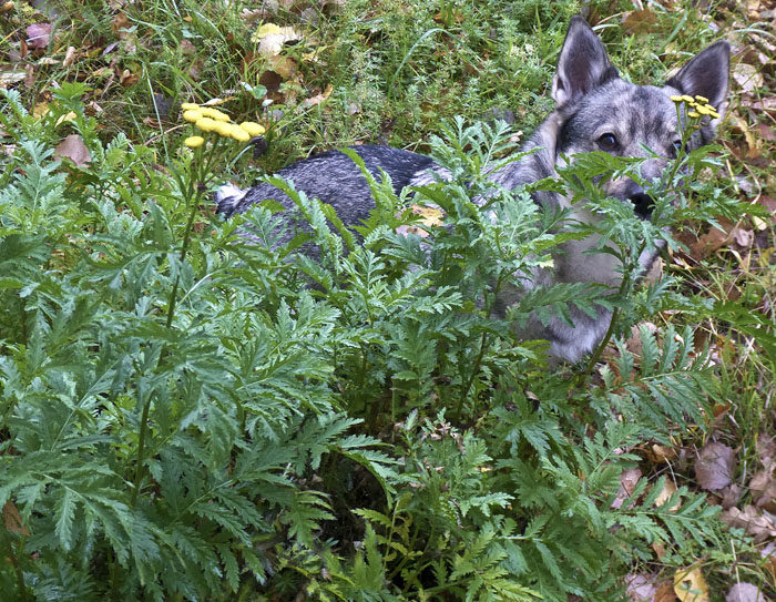 Om jag inte var så ansvarsfull, så skulle jag dra mig undan och bli en bland de andra 10 miljonerna. Fast det finns något som kallas plikt! Ibland drar jag mig dock undan bakom några blommor, eller under ett täcke.