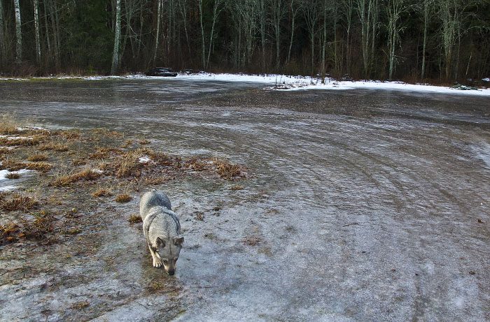 Mina gamla tennisbanor har fortfarande ett isskikt, så där går det bra att åka skridsko. Lite snö ligger det också kvar i skogsbrynet. Men hur är det inne i skogen?