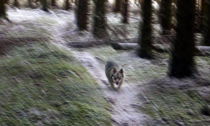 Det är så stressigt idag att det bara kan bli suddiga bilder. Jag hinner inte stanna och min fotograf (=min husse) hinner inte hälla kameran still.