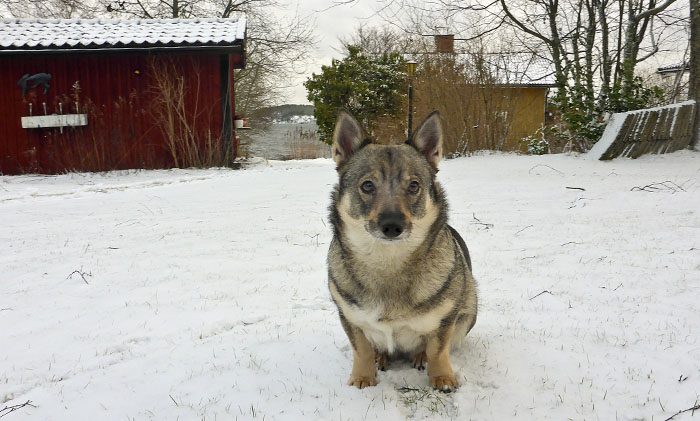 Återigen kan jag sitta och försköna mitt presidentpalats. Det är trevligt att vara hemma igen. Min hemliga stig, som jag varit lite orolig för, var kvar i oförstört skick. Även min säng fanns kvar.