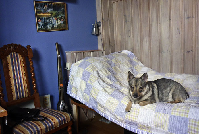 Ingen att väcka på morgnarna längre. Min Agnes blev alltid så glad, när jag hoppade upp i hennes säng och pussade henne i hela ansiktet. ”Nej Vaira, hoppa ner genast. Jag vill sova nu”, brukade hon säga på skoj. Men jag vet nog att det var ironi.