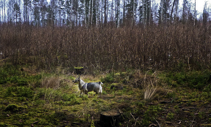 I den här slyskogen har jag fyndat tre älgar en gång, fast det är ovanligt. Det är betydligt mer frekvent att hitta rådjur eller harar.