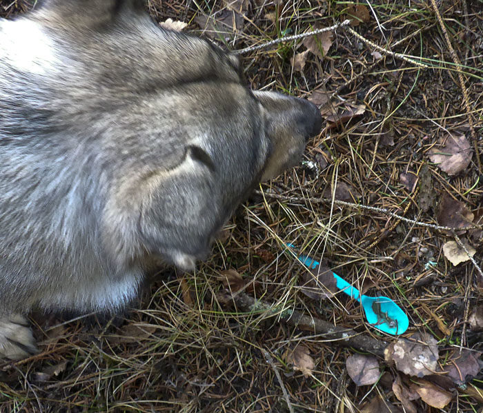 En så vacker sked jag fyndade i diket. Husse lade den i en bajspåse, utan bajs, som hamnade i soptunnan när vi kom hem. Det är tacken när jag genom fina fynd försöker försköna hemmet.