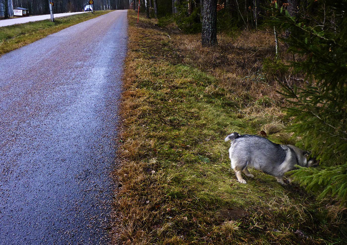 Att leta saker kräver yttersta noggrannhet. Vem vet vad som kan finnas under några grangrenar. En skatt kanske? Eller harpluttar, som är goda som snacks så här en lördag.