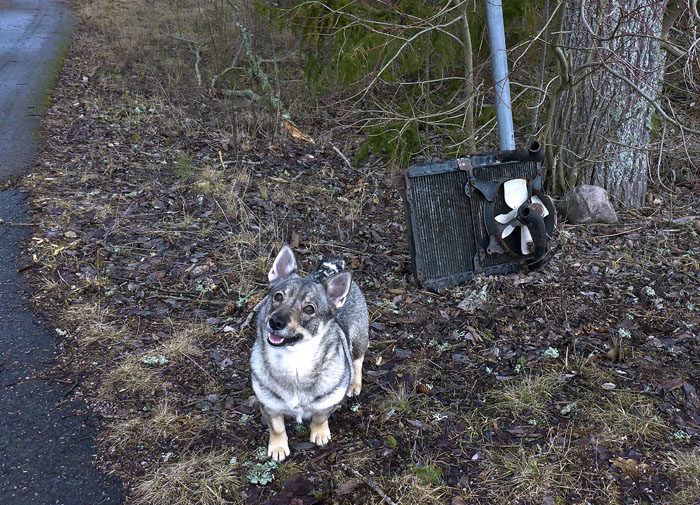 Jag tycker minsann att jag hade gjort mig förtjänt av godis, när jag hade fyndat denna vackra bilkylare. Godis fick jag, men min husse lämnade kvar denna tjusiga pjäs på fyndplatsen.