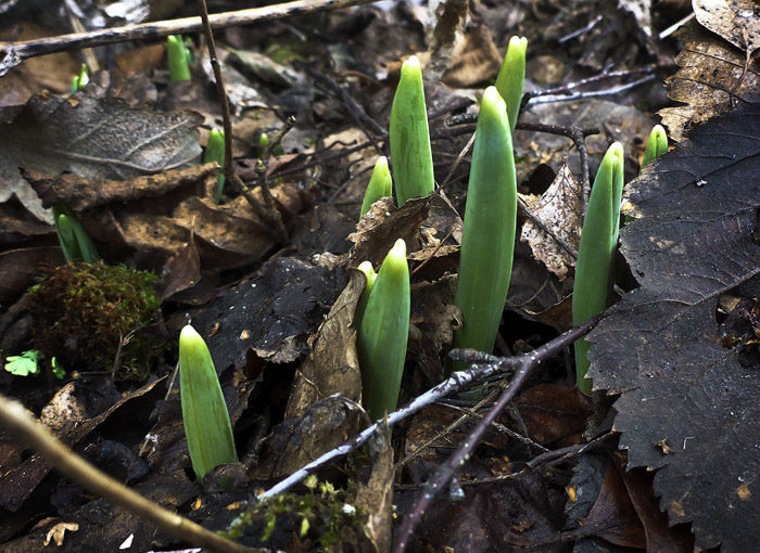 Min Agnes hon kan minsann. Dessa blivande snödroppar, spirar så vackert vid min Agnes lekstuga. Fast vi ska se om de utvecklas till några blommor. Det finns ju ingen snö kvar. Kanske kan de bli gräsdroppar?