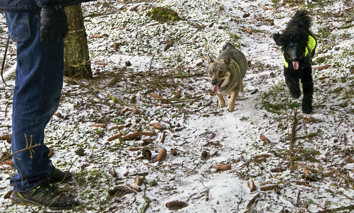 Har du sett! Charlie och jag springer jämte varandra, utan att Charlie försöker nafsa på mig. Helt fantastiskt vad det har gått framåt. Lägg märke till att vi springer till min husse istället för att springa till min resurshusse (=de blå jeansen). Min husse har godis, till skillnad från min resurshusse.