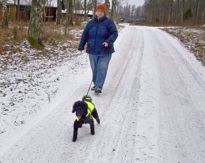 Aurignac-övningen Gå fot på gata, är väl inte Charlies starkaste sida än. Eller rättare sagt; han är helt värdelös där. Det måste inläras och övas på, annars kan ju inte Charlie komma och hälsa på mig i mitt presidentpalats i Aurignac.