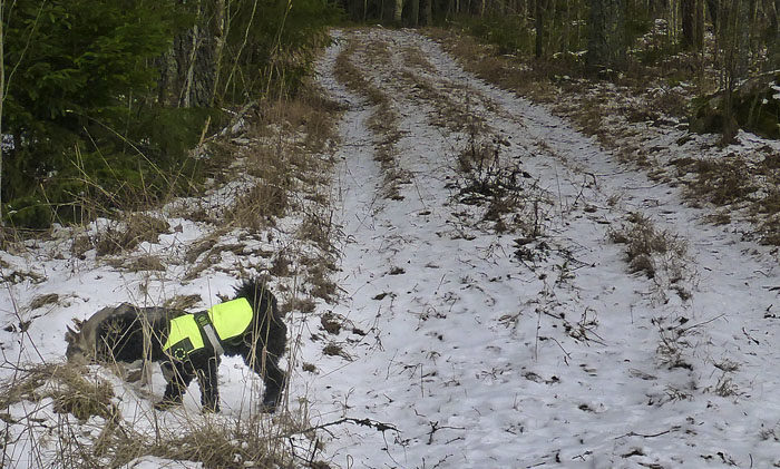 Även om man springer fort på min väg, så måste rusningen snabbt kunna avbrytas för spårning. Det gäller att hålla ordning på vad som rör sig i min skog. Charlie deltog helhjärtat i momentet Vem har varit här. I detta fall var det ett rådjur.