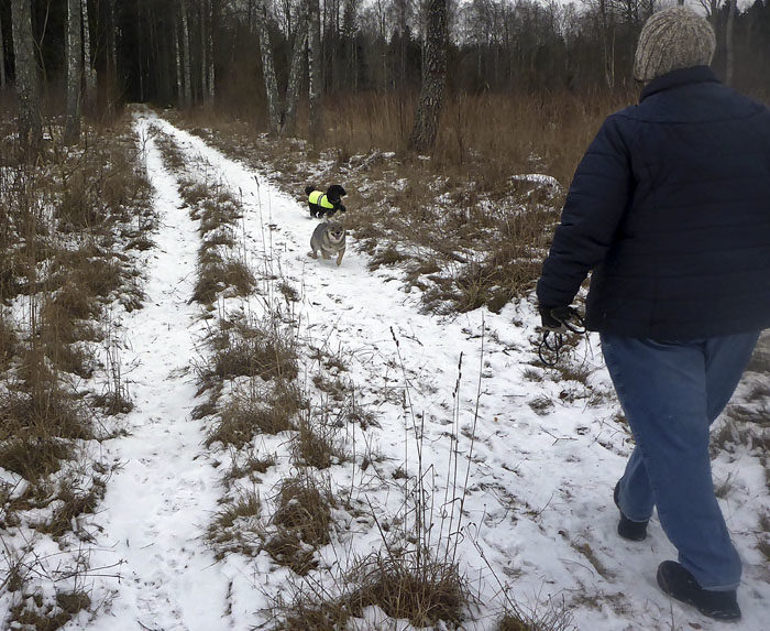 Komma på inkallning börjar gå ganska bra för Charlie. Naturligtvis är jag bättre på det. Jag är ju läraren. Full fart är det till min hjälptränare, resursmatte, med Charlie på efterkälken.