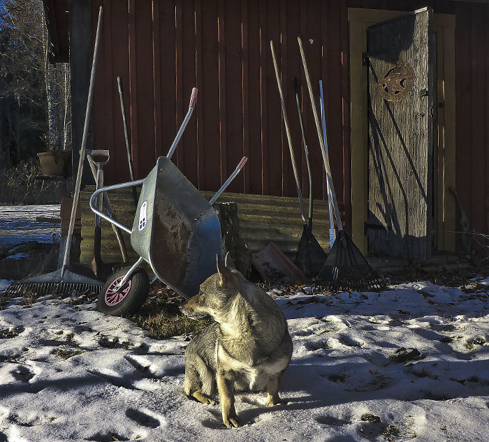 450 000 kronor Efter dagens slut, kallar jag denna installation. Det är inte bara en skottkärra, utan även tre räfsor, ett spett, en spade och en skiva glasfibertak för att inte glömma huggkubben. Detta konstverk symboliserar den trötthet en husse (=min husse) har efter en timmes arbete, att han inte orkar plocka i ordning efter sig.