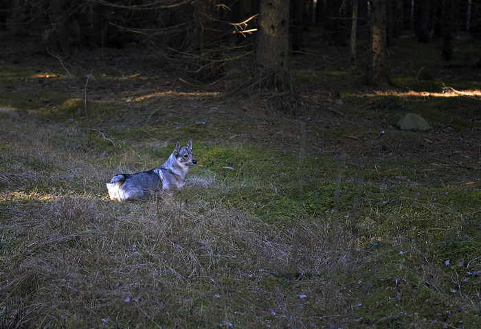 Inte en sekund kan jag slappna av. Till och med när jag uträttar mina nödvändiga av naturen uppkomna behov i naturen, så går det inte att slappna av. Tänk om det hoppar omkring en ekorre på marken? Då måste jag snabbt få upp den i närmsta träd. Full kontroll hela tiden!