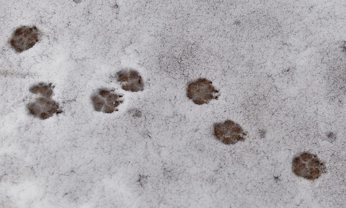 Detta är utan tvekan spår efter en varg. Att spåren började i min trädgård, gör det hela än mer oroande. Jag vill inte ha osynliga och spårlösa vargar här. Tänk om de hittar mina gömda tuggben?