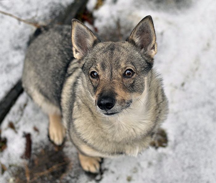 Jag hoppas verkligen att du tror mig. Skulle en västgötaspets, med denna oskyldiga min, kunna fara fram med osanningar. Inte!! Det skulle aldrig hända. Jag berättar bara sanningar. Fake news får andra stå för.