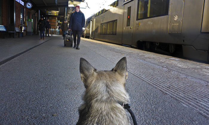 Jag hade fattat posto på Linköpings station, så jag kunde se när min Agnes kom, om hon kom. Det gjorde hon. Jag blev väldigt glad att se min Agnes och min Agnes blev väldigt glad när hon såg mig. Fast det var bara jag son viftade på rumpan.