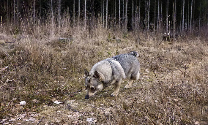 Är inte det Vaira som strosar där och inspekterar sin väg till den hemliga stigen, frågar du dig med all rätt. Jo, det är precis vad det är. Bilden togs 08.53 i morse, så här har du det ultimata beviset på att jag är.