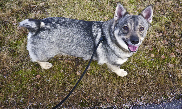 Är detta rätt och riktigt? En västgötaspets med koppel är en skam för alla invånare på denna jord. Det vore bättre att förbjuda alla bilar i Aurignac, som inte jag sitter i. Då kunde jag inte bli påkörd.