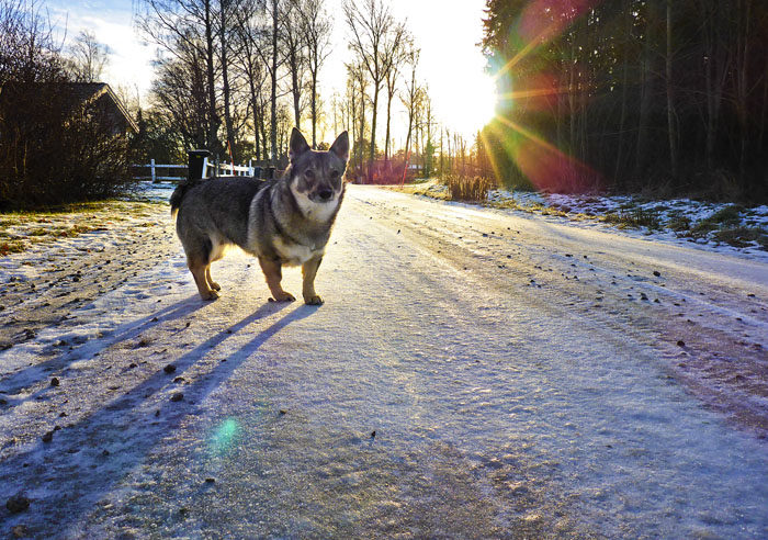 Så här ska det se ut när en västgötaspets är ute på promenad. Totalt koppelfri! Det går så bra så, hemma på min egen gata, så varför inte i Aurignac!
