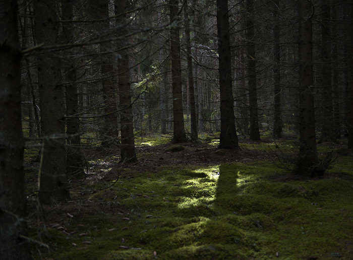 Här och var skiner solen in i min skog. Om den inte gjorde det, så skulle det vara alldeles svart. Det är det lite senare på kvällarna.
