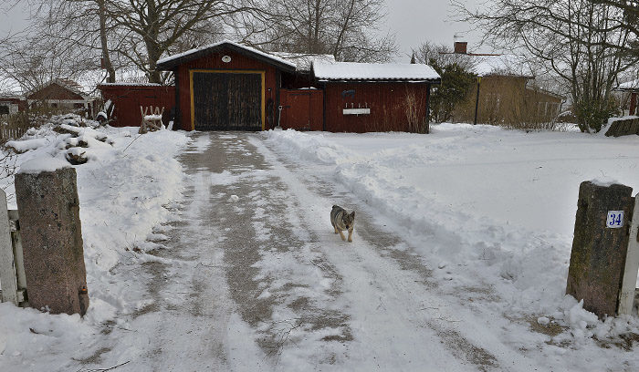 Jo, husse vinner skottningstävlingen i grannskapet. Du kan inte ana hur stolt han är. Det beror på att han är ganska barnslig. Dessutom är det ingen som utmanar honom.