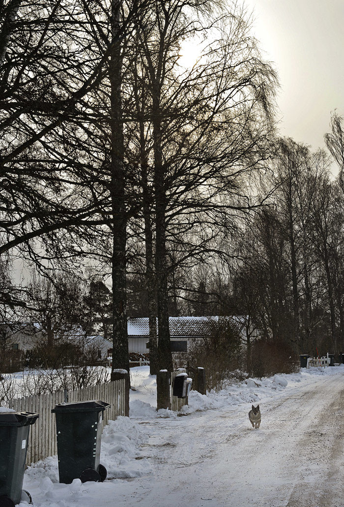 Till och med Tranås kommun upptäckte att det snöade och de har plogat vägen. De har till och med sandat. Soptunnorna står vid vägen för att det är tisdag jämn vecka idag. Då kommer det nämligen en bil som tömmer våra sopor.